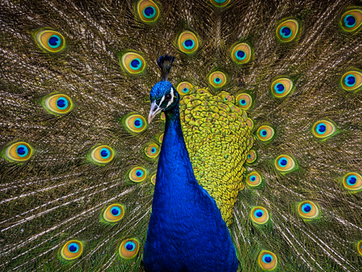 Vidara_ourValues_peacock